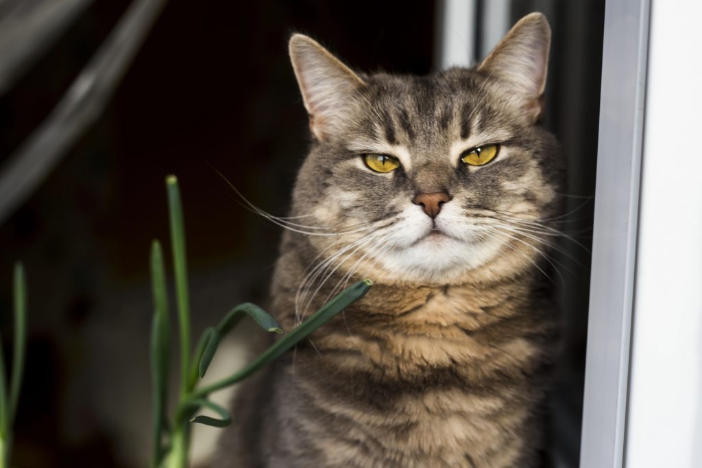 how to calm a cat in heat