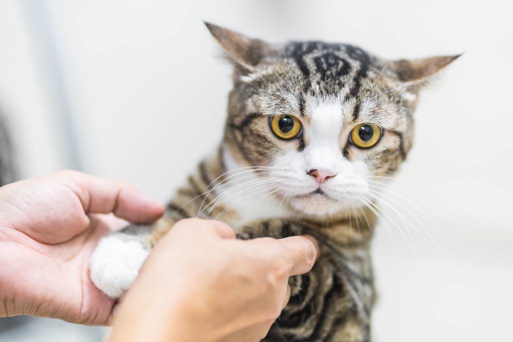 how to clip cat nails