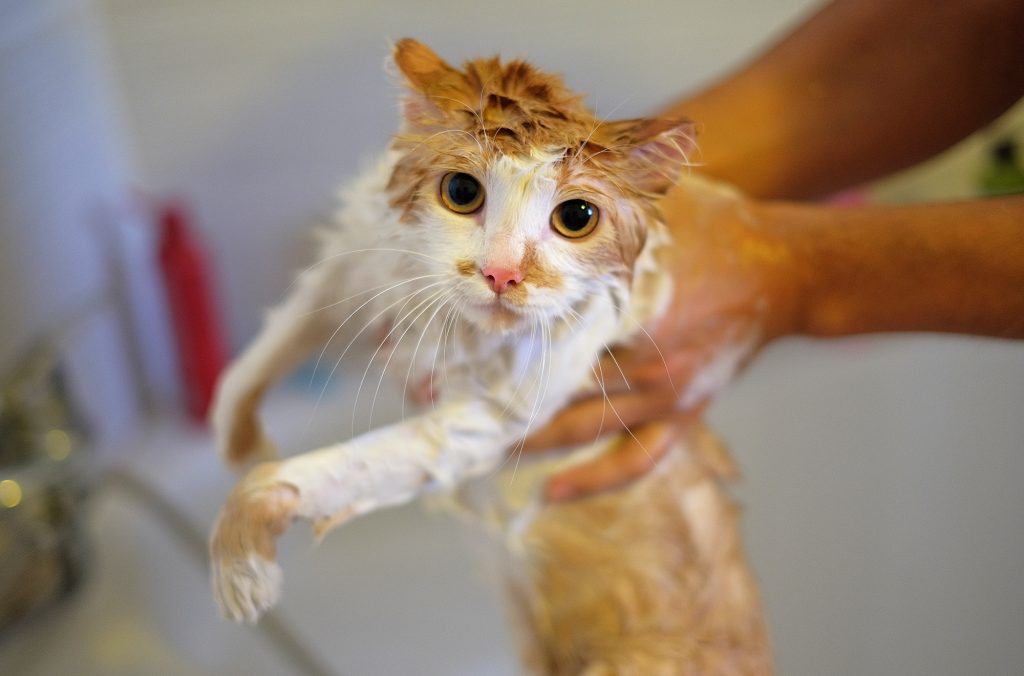 how to bathe a cat that hates water