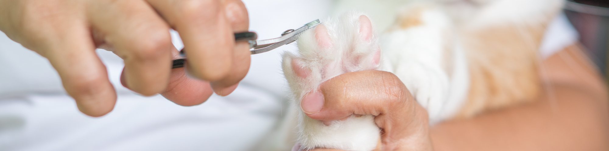 how to clip cat nails