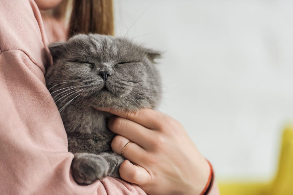 why does my cat have dandruff