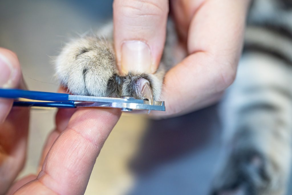 how to clip cat nails