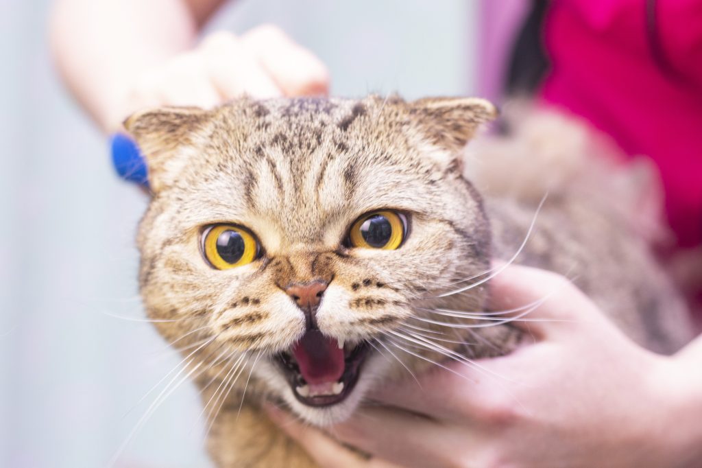 how to shave a cat