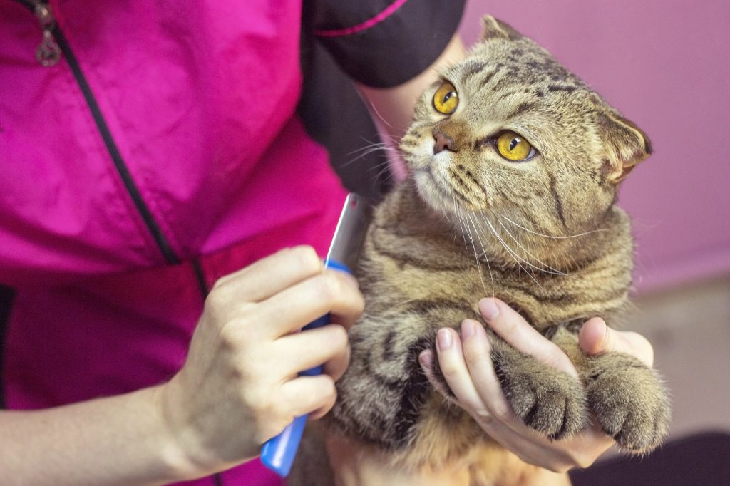 how to shave a cat