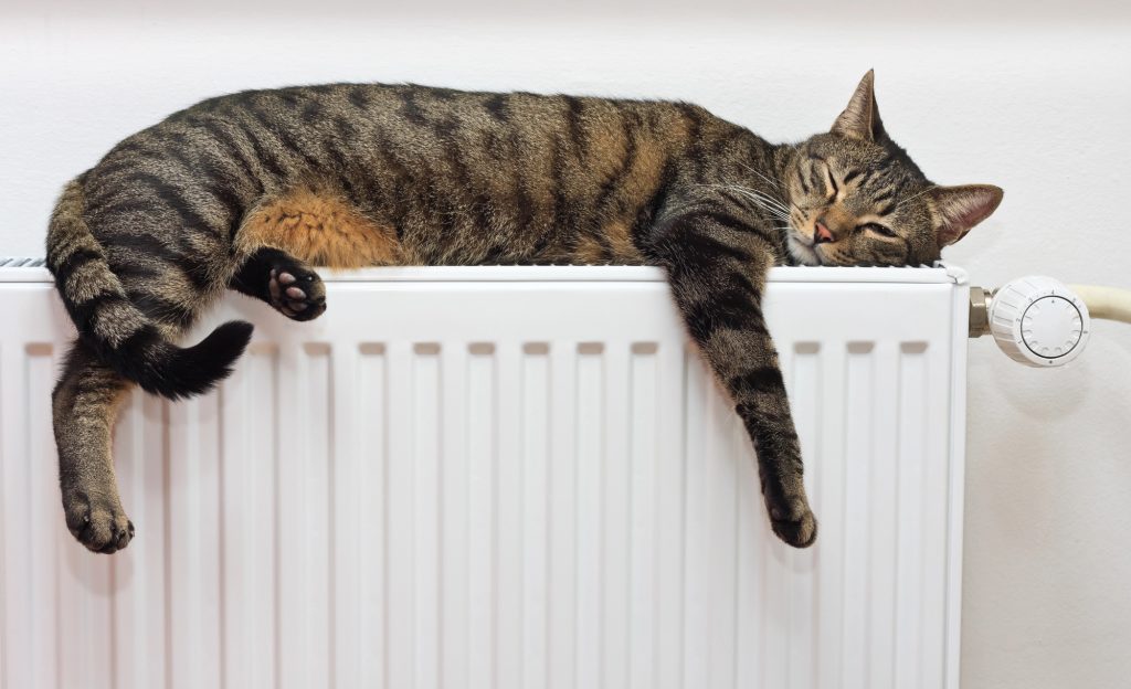 how to calm a cat in heat