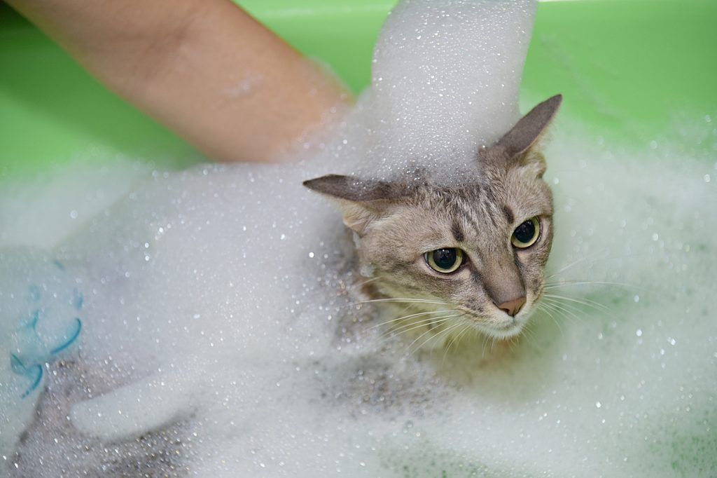 how to bathe a cat that hates water