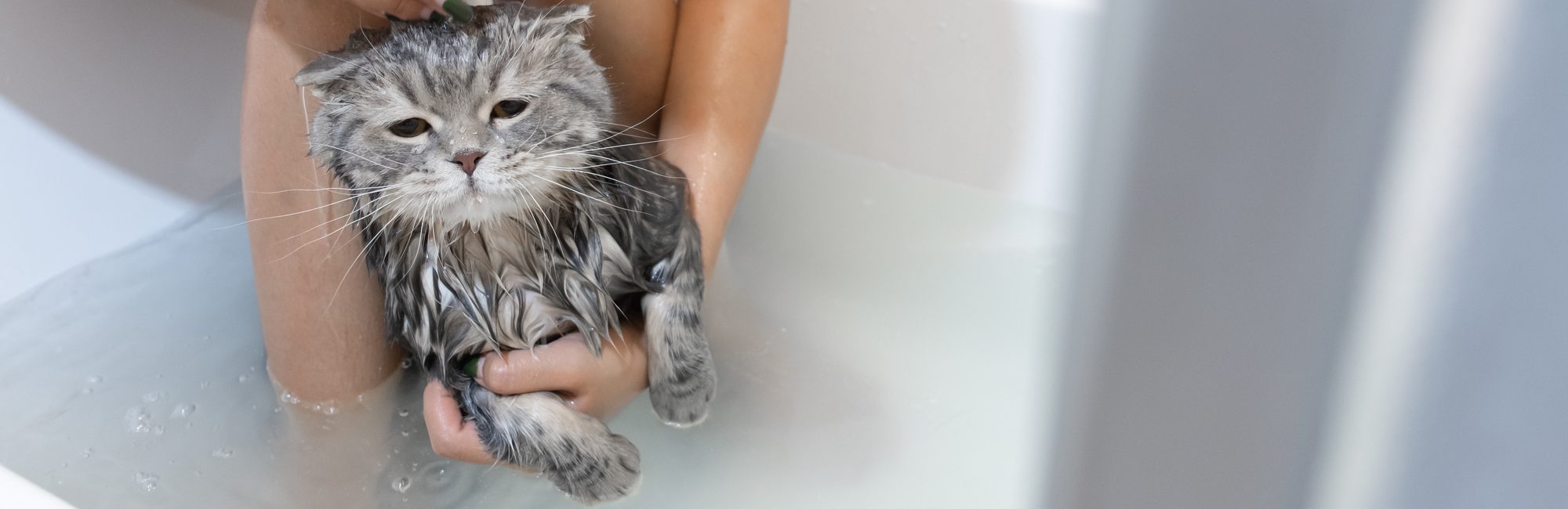 how to bathe a cat that hates water