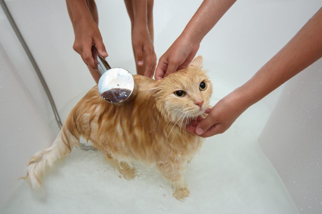 how to bathe a cat that hates water