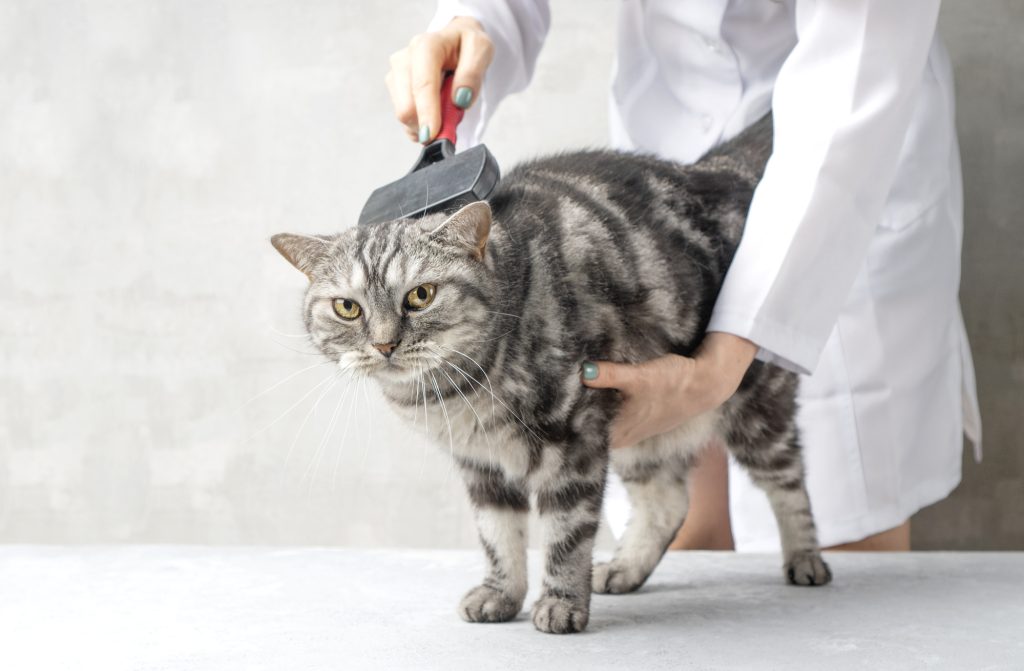 how to remove matted cat hair without cutting