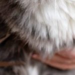 how to remove matted cat hair without cutting