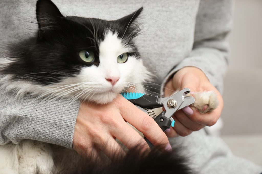 how to clip cat nails