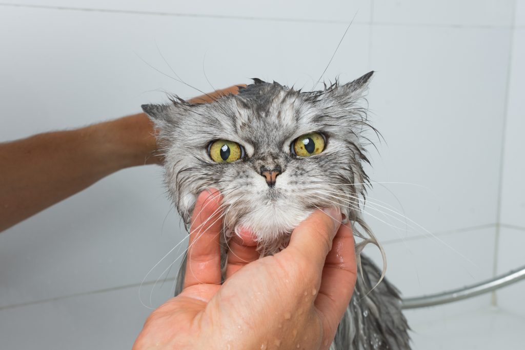 how to clean a cat