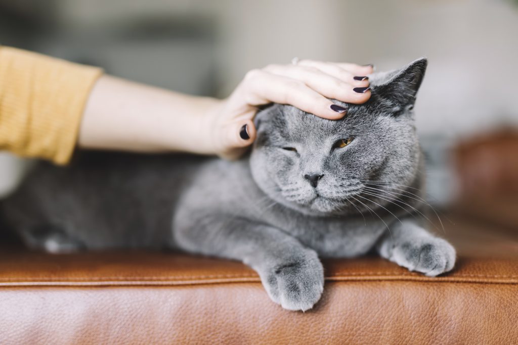 why does my cat have dandruff