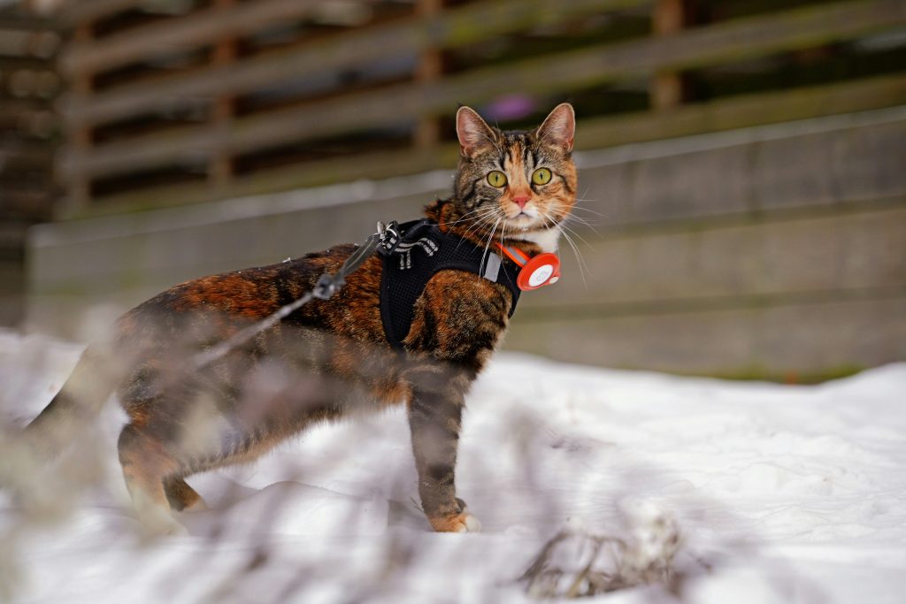 how to put on a cat harness