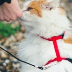 how to put on a cat harness