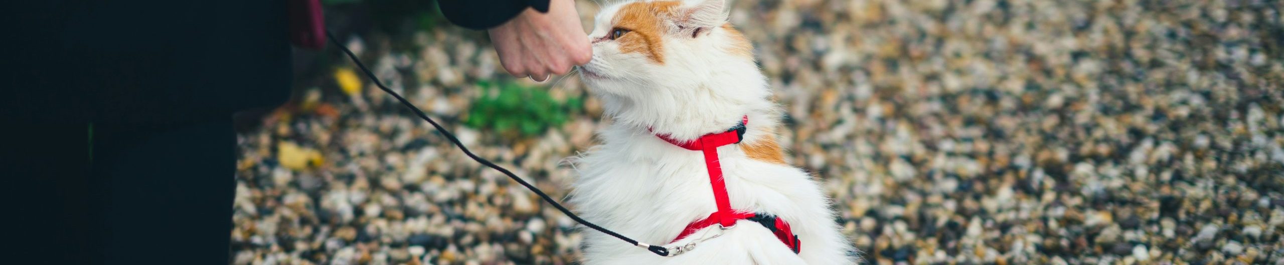 how to put on a cat harness