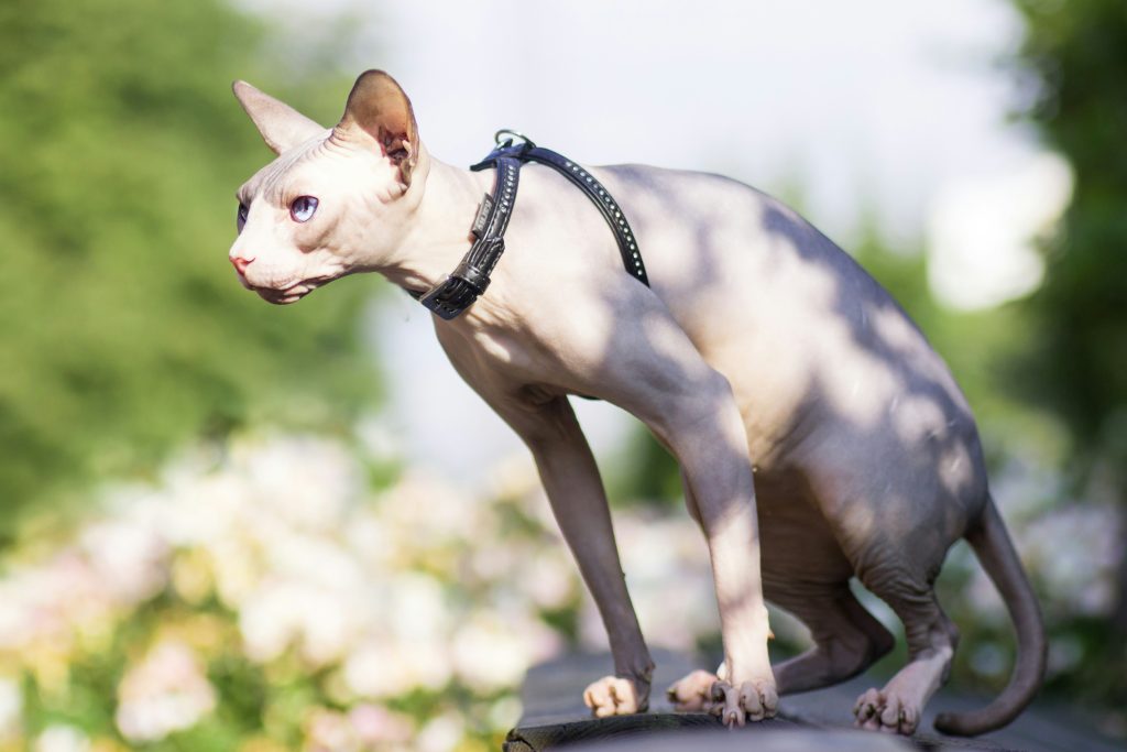 how to put on a cat harness