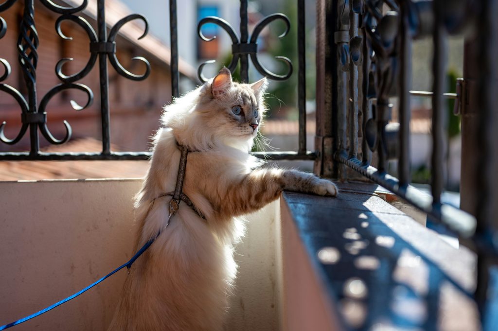 how to put on a cat harness