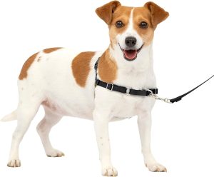 PetSafe Come with Me Kitty Harness Leash