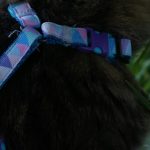 best cat harness