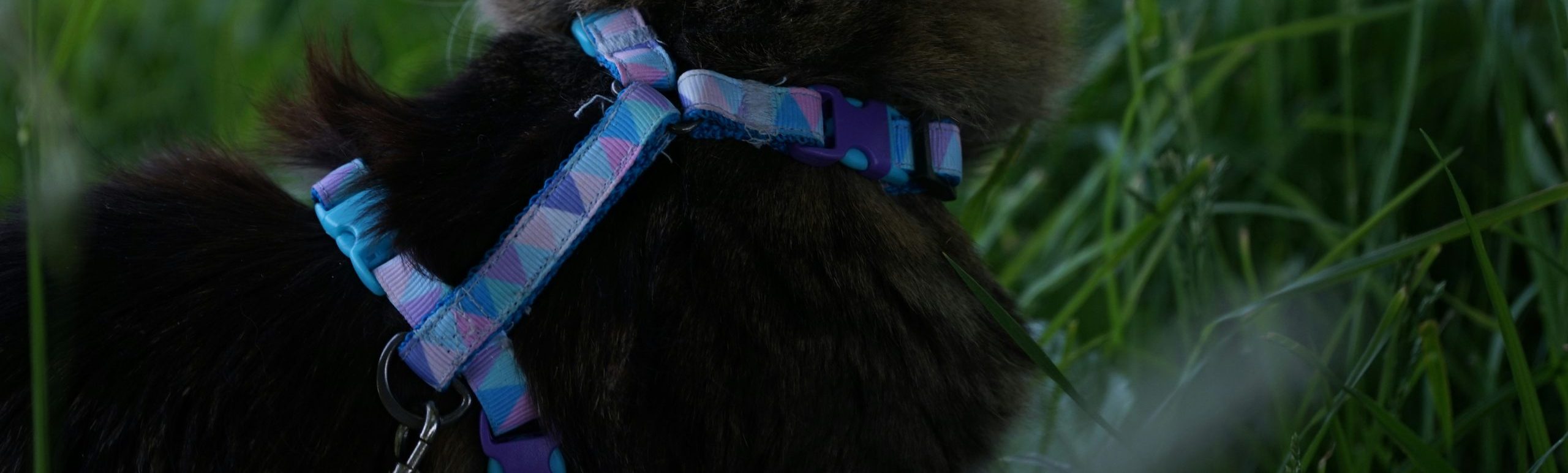 best cat harness