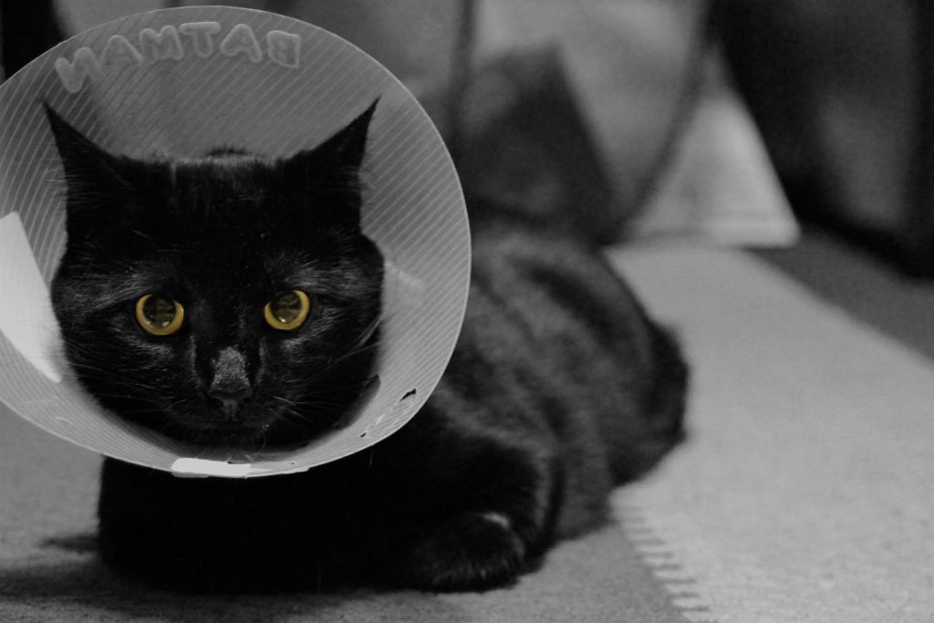 how much does it cost to neuter a cat