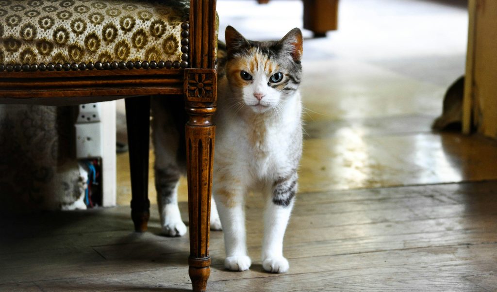 how to cat proof your house