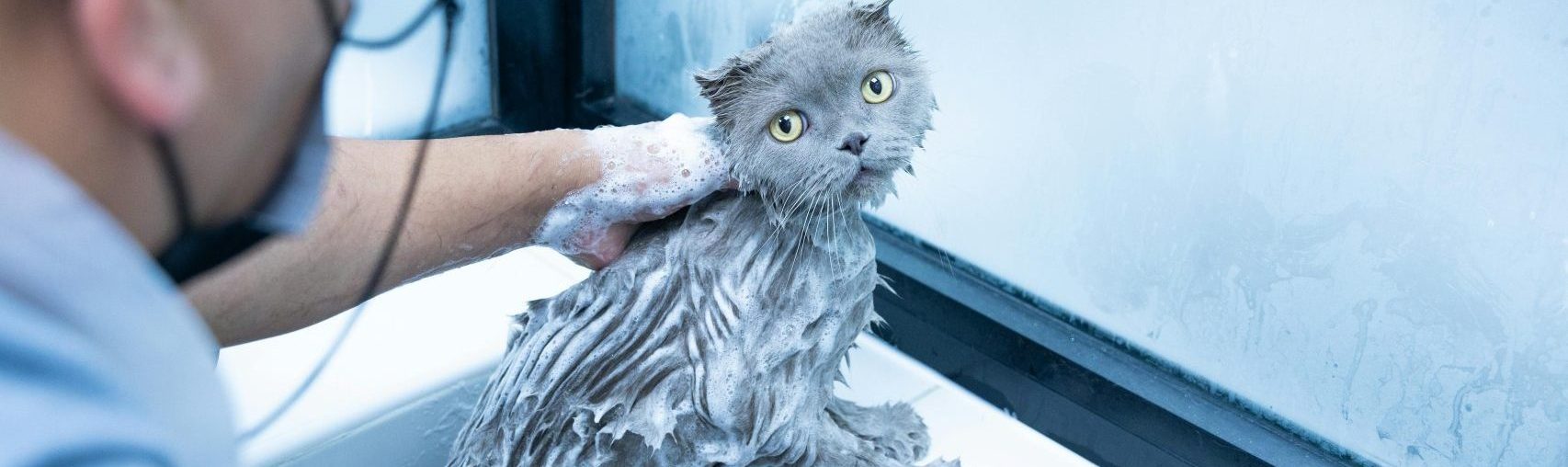 what can i use to wash my cat if i don't have cat shampoo