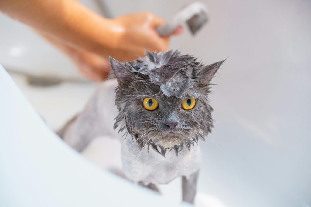 what can i use to wash my cat if i don't have cat shampoo