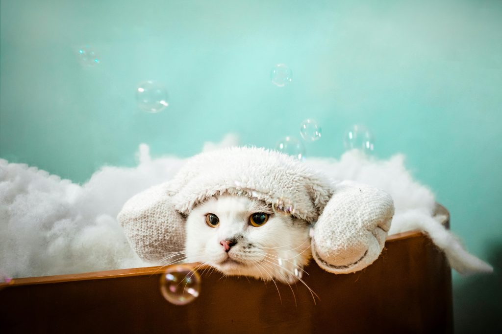 what can i use to wash my cat if i don't have cat shampoo