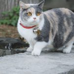 best cat flea collar