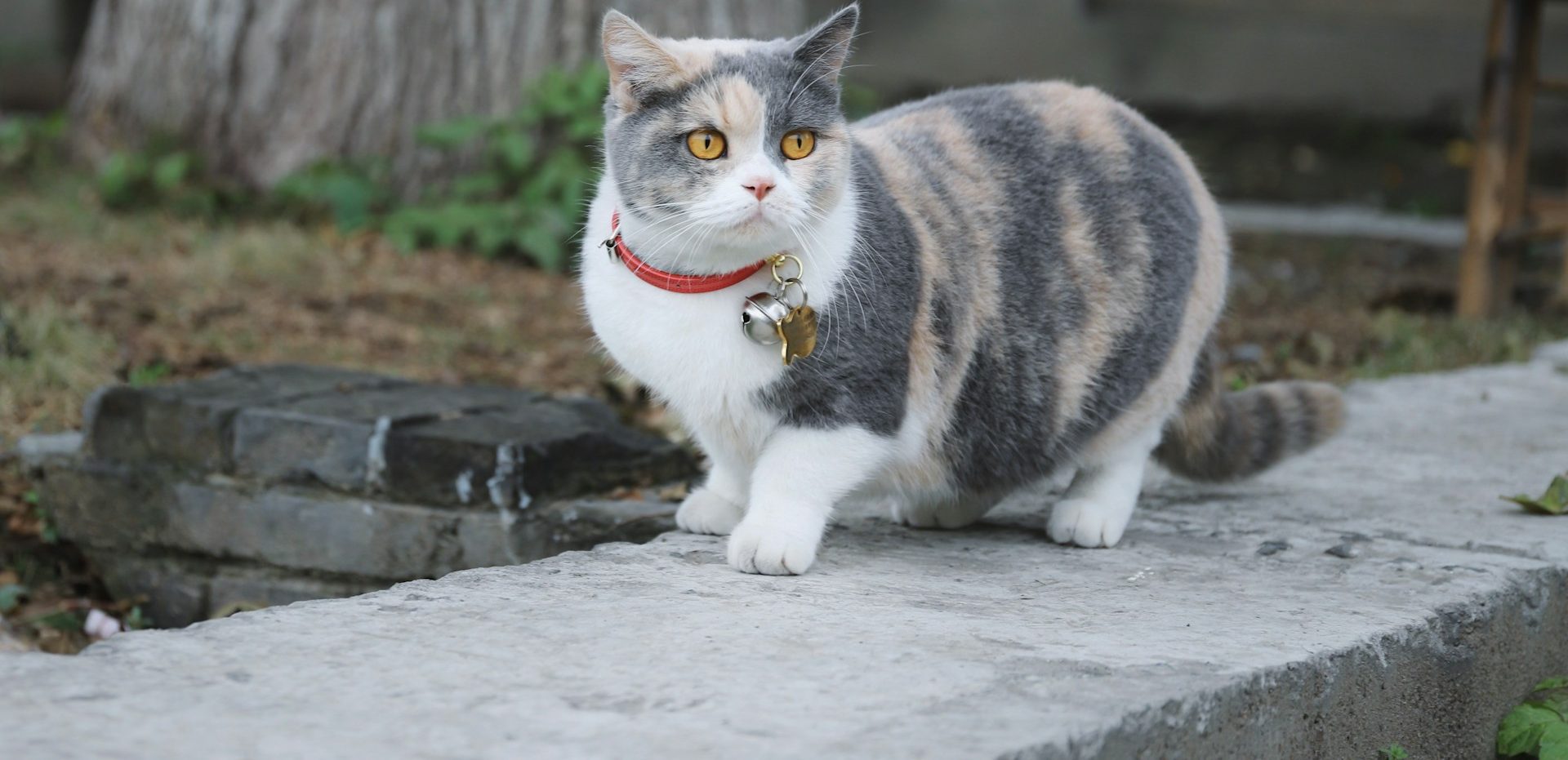 best cat flea collar