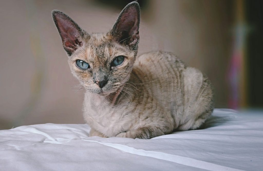 how long can a cat go without water