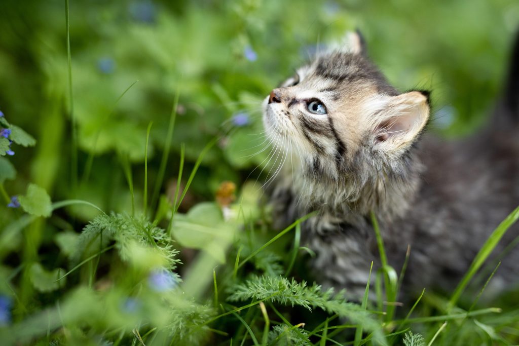 how long can wet cat food sit out