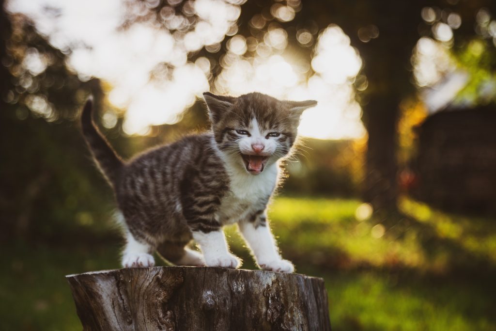 how long can wet cat food sit out