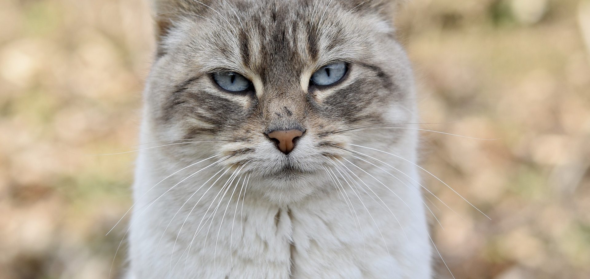 can kittens eat adult cat food