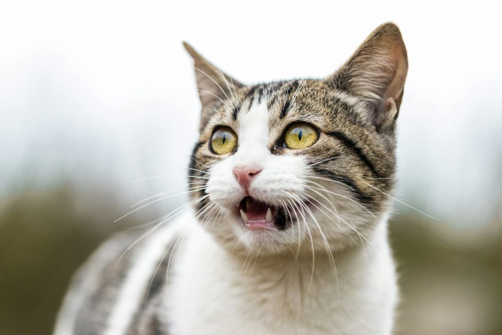 Is Your Cat Mad at You? 6 Clues That Show They’re Upset
