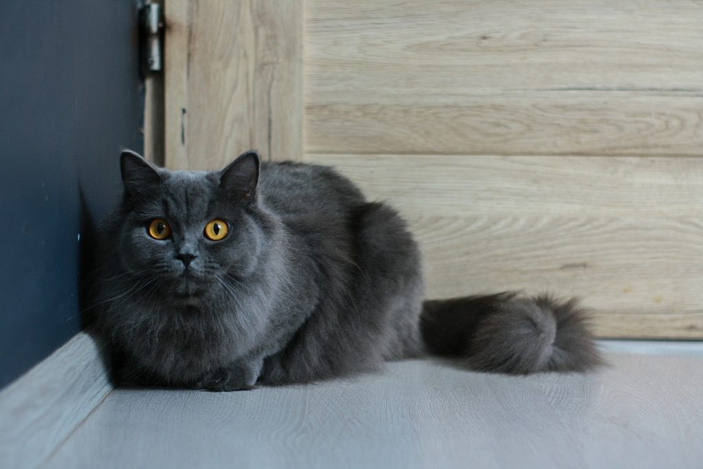 Cat Myths Busted: 8 Common Misconceptions About Cats (Do You Believe These?)