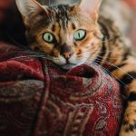 The Ultimate Guide to Keeping Indoor Cats Happy and Active