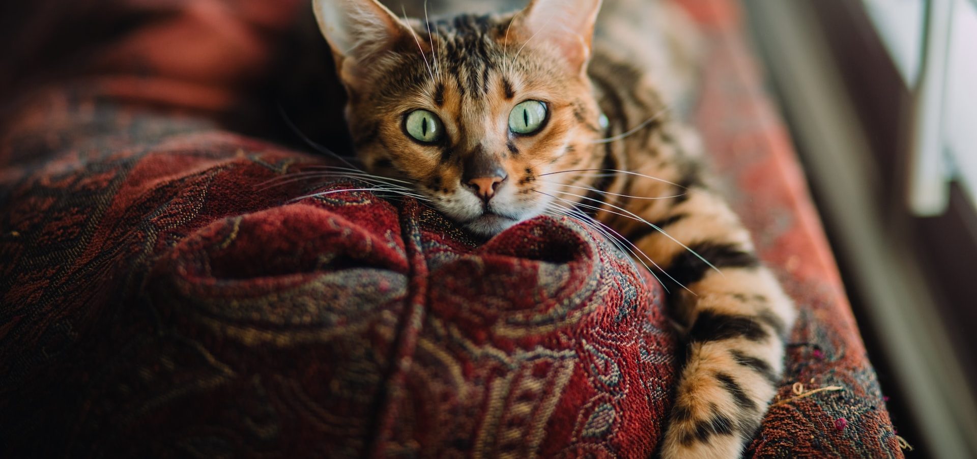 The Ultimate Guide to Keeping Indoor Cats Happy and Active