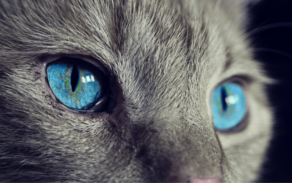 How to Tell if Your Cat Secretly Loves You (Hint: It’s in Their Eyes!)