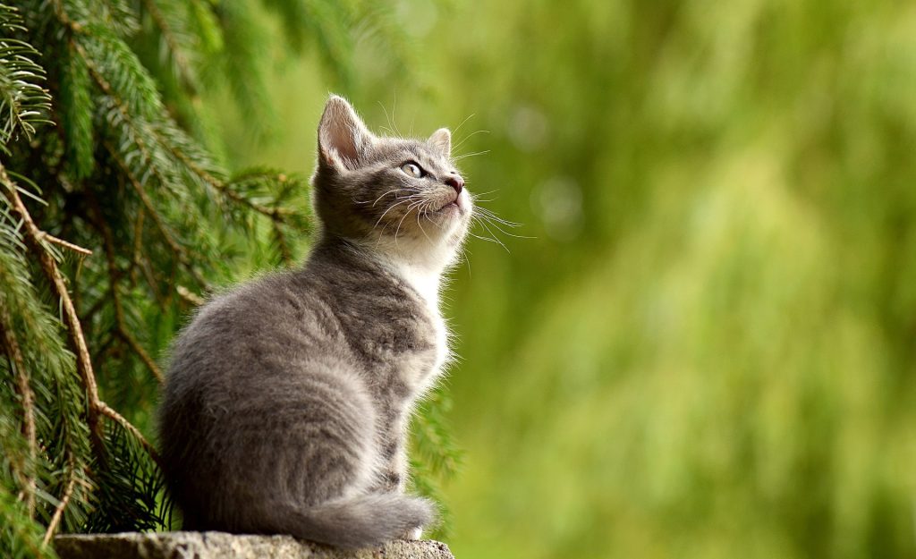 How to Create a Safe Outdoor Space for Your Cat (Without Letting Them Roam Free)