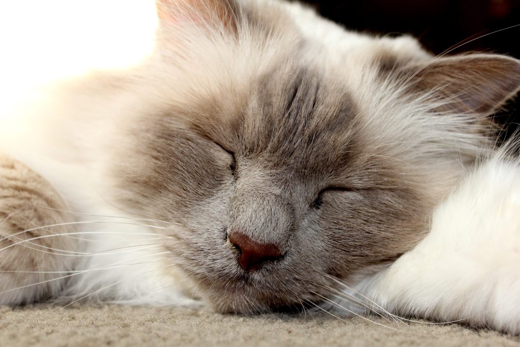 Ranking the Top 5 Most Affectionate Cat Breeds (Is Your Cat on the List?)