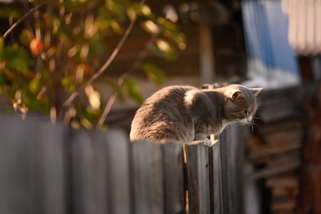 How to Create a Safe Outdoor Space for Your Cat (Without Letting Them Roam Free)