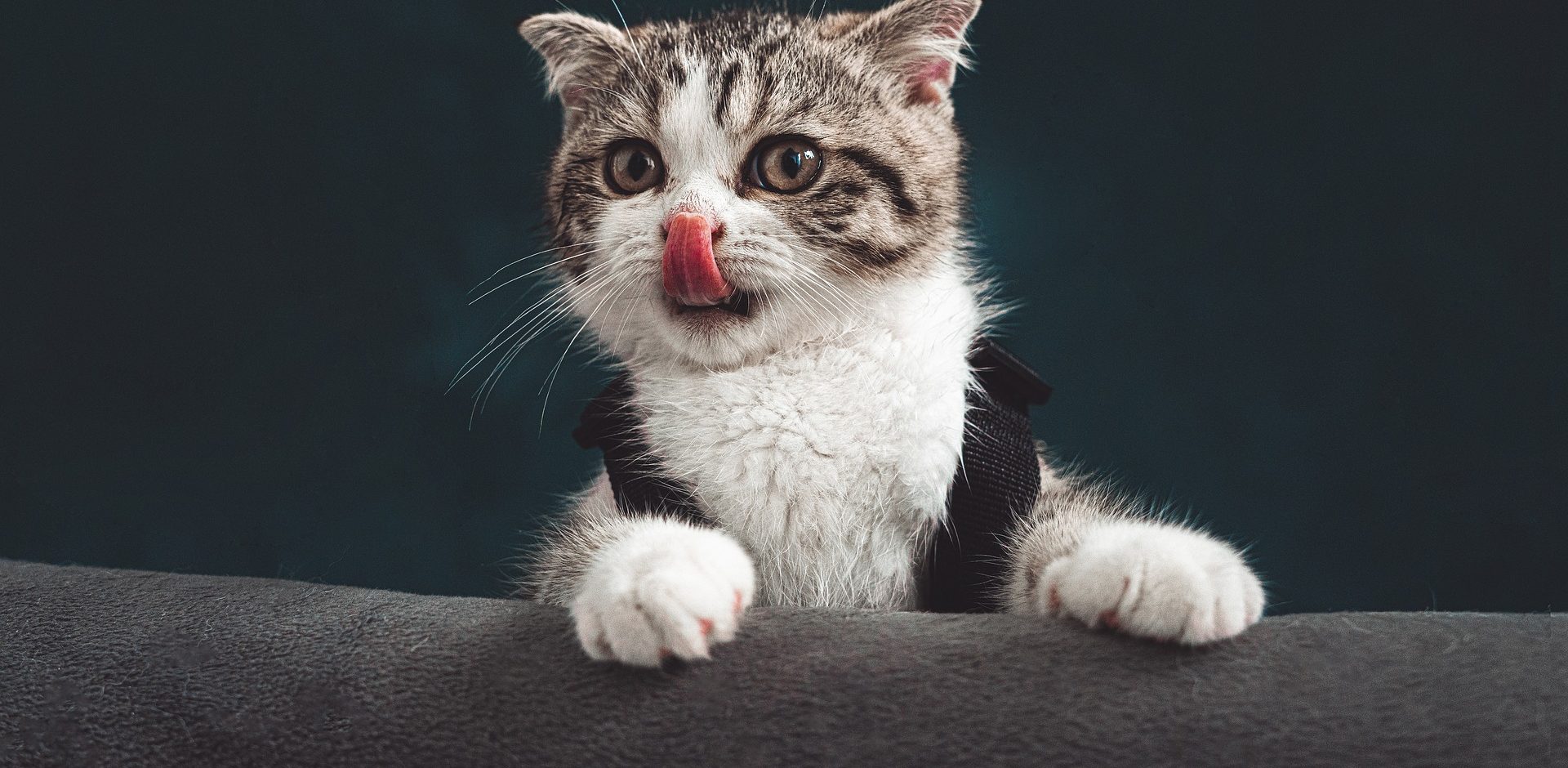 Why Do Cats Knock Things Over? The Science Behind This Funny Habit