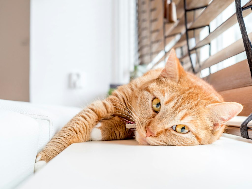 10 Simple Ways to Make Your Home a Cat Paradise!