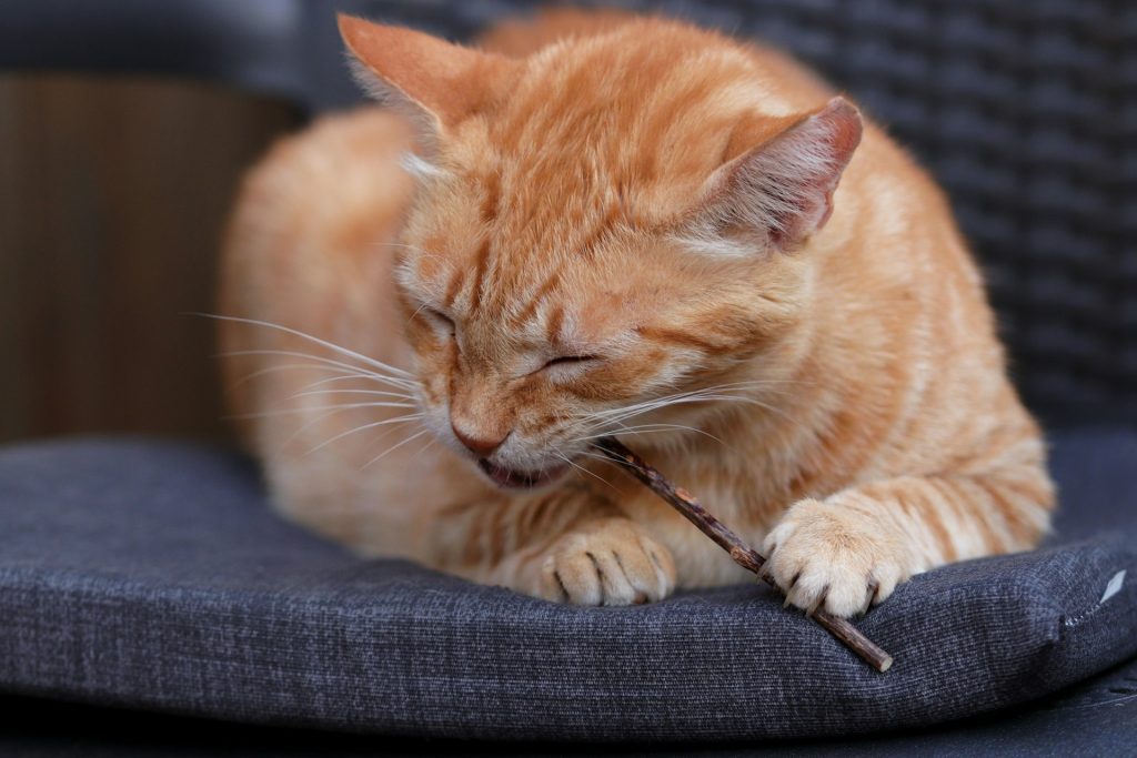 The Ultimate Guide to Keeping Indoor Cats Happy and Active