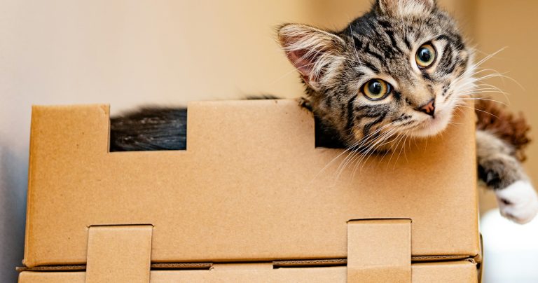 Why Cats Love Boxes (And Other Weird Places They Hide)