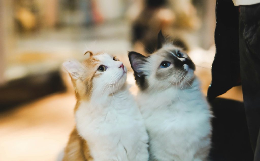 The Ultimate Guide to Keeping Indoor Cats Happy and Active