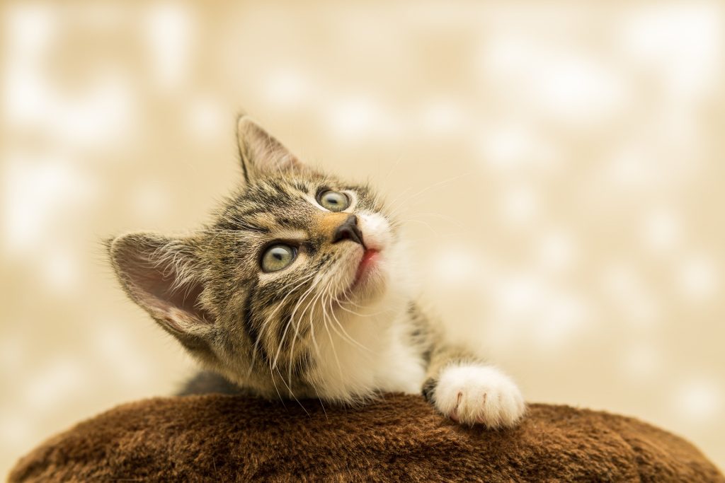 7 Amazing Health Benefits of Owning a Cat (Yes, It’s Science!)